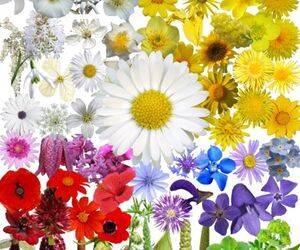 What's That Flower