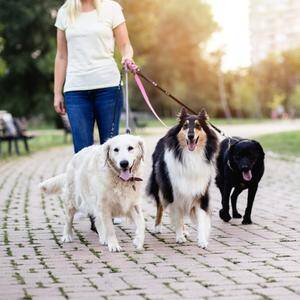 Dog Walker