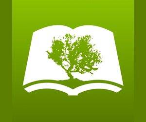 Olive Tree
