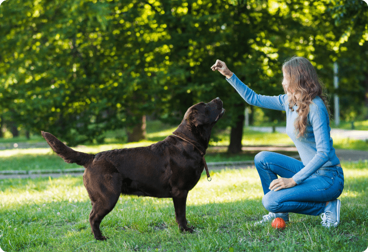 Dog Park Finder