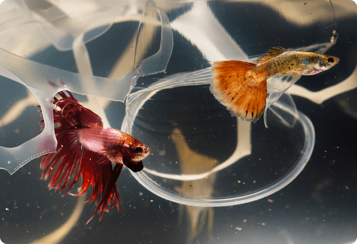 Fish Aquarium Maintenance App
